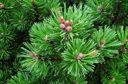 pinus mugo