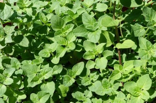 oregano-91079_640 oregano,