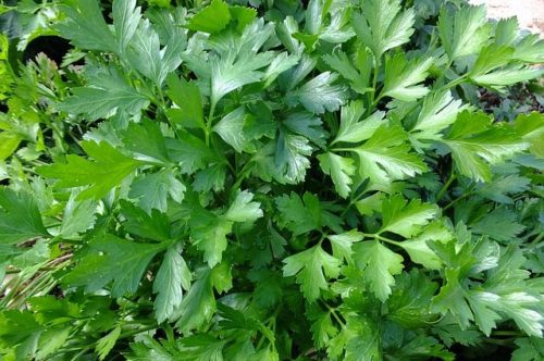 peršin, parsley