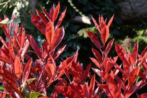 fotinija, photinia, photinia red robin