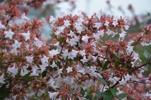 abelia