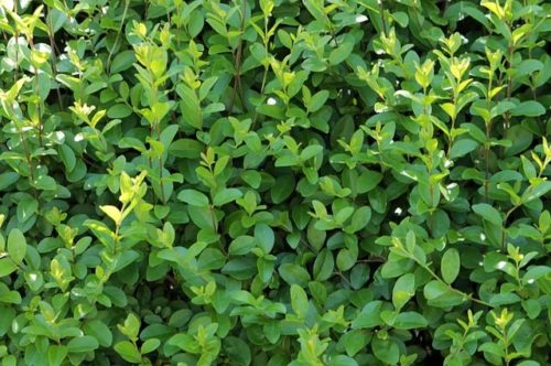 Kalina, Ligustrum japonicum