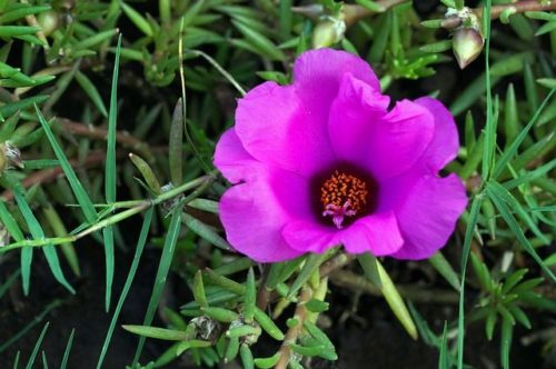 Prkos, Portulaca grandiflora