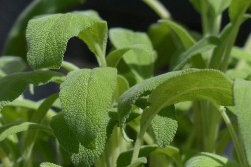 kadulja, salvia, salvia officinalis
