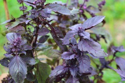 crveni bosiljak, red basil, basilico