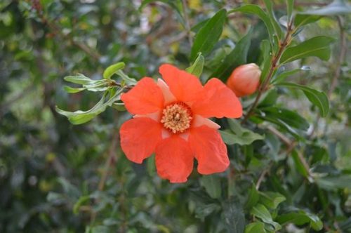 Punica granatum nana