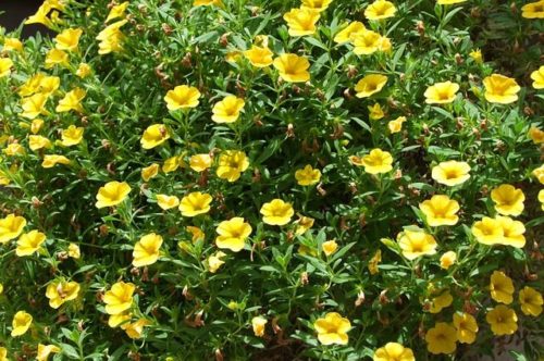 rich-flowered-petunia-6051120_640 Million bells