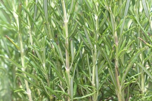 Ružmarin, Ružmarin obični, Rosmarinus officinalis