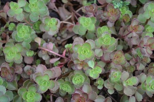 sedum, kamenjar