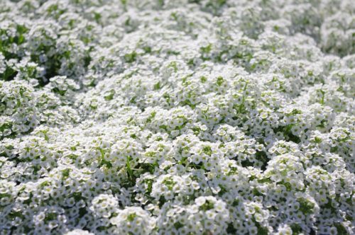 Alisum, kamenita trava, Alyssum maritimum