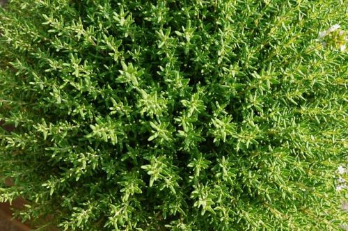 thyme-2368676_640 tmijan, thyme, thymus vulgaris
