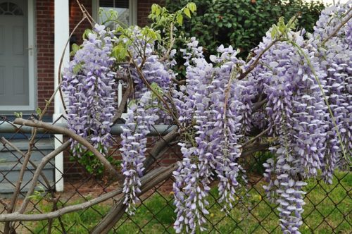 Wisteria