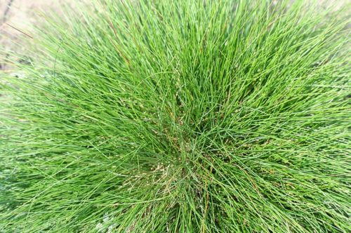 fescue-g9657f0ccc_640 festuca