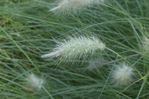 pennisetum-g186eea9e7_640 pennisetum little bunny