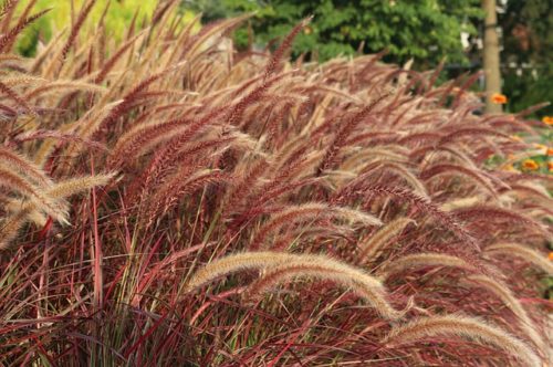 pennisetum rubrum
