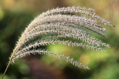 reed-grass-g7a115ecf2_640