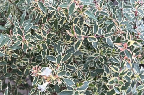 Abelia confeti
