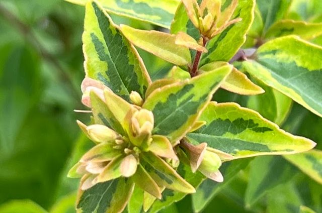 Abelija ‘Kaleidoscope’ – Abelia x grandiflora
