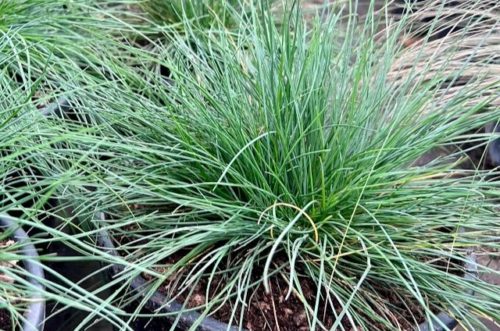 festuca glauca