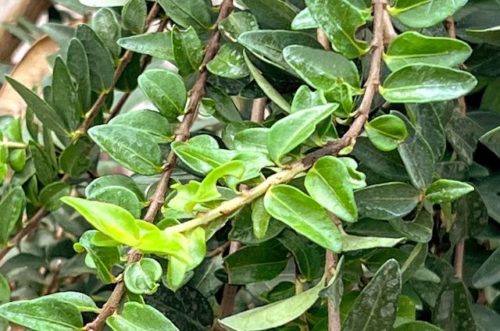 lonicera nititda