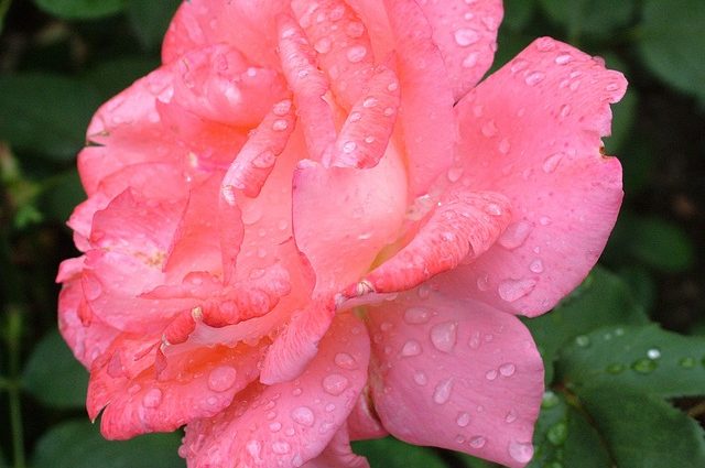 rose-168457_640