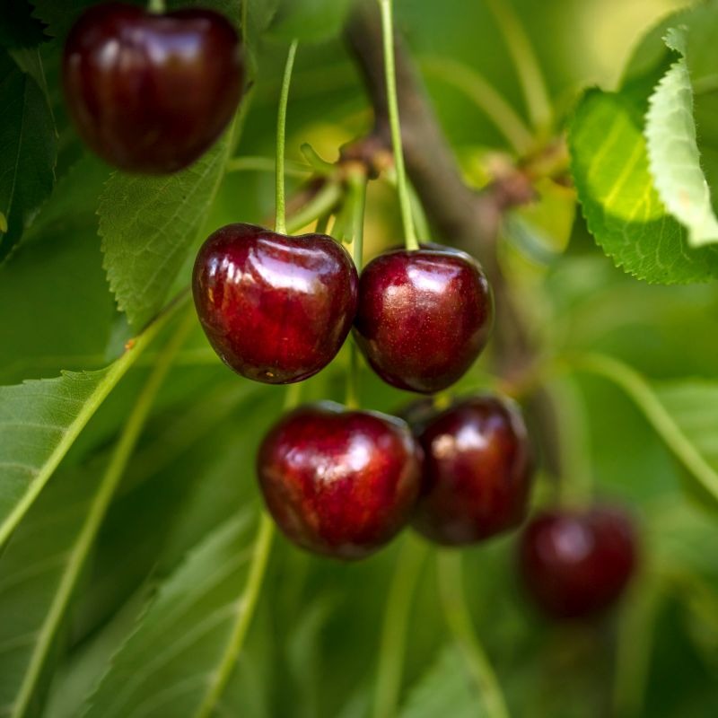Regina Cherry