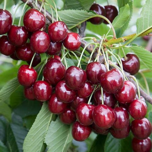 Cherry-Regina