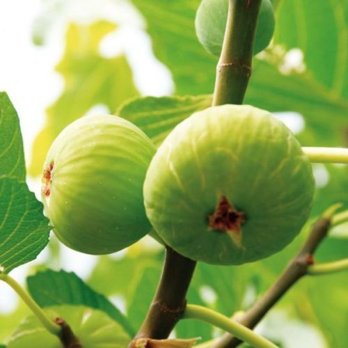 FICHI-Brogiotto-bianco-