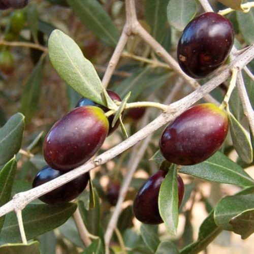 Olea-europaea-Leccino-Olivo-H.-100-120-cm.