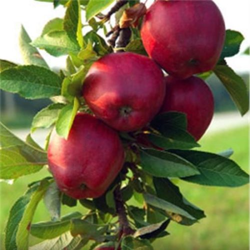 Red-Jonathan-Apple_1-722