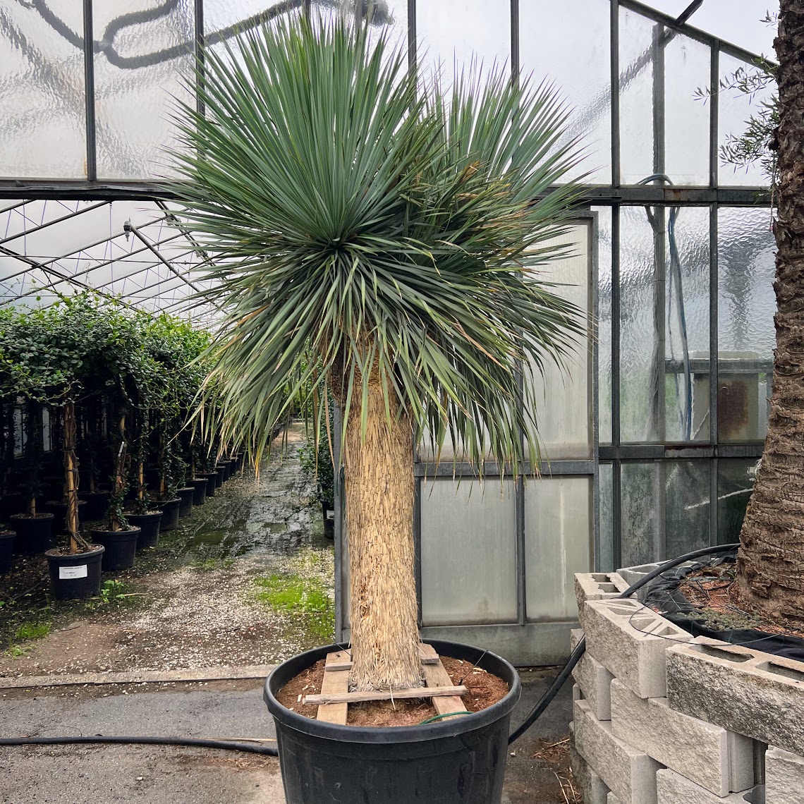 Yucca-rostrata