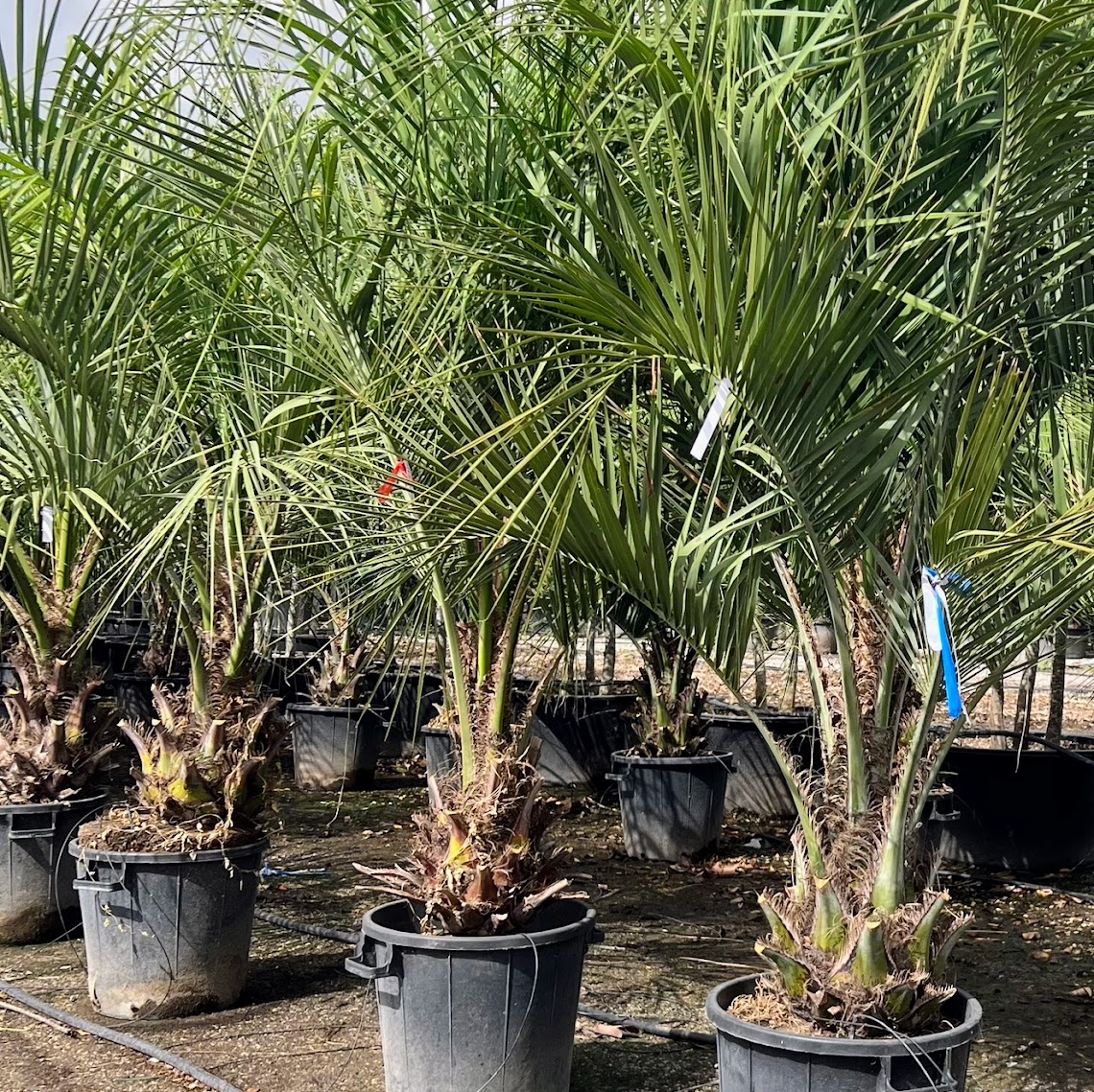 butia capitat h.50+