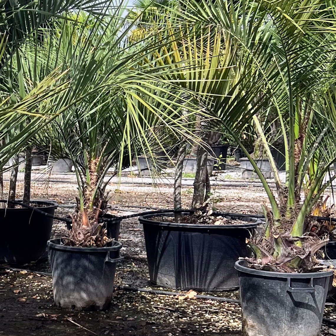 butia capitata h.50+