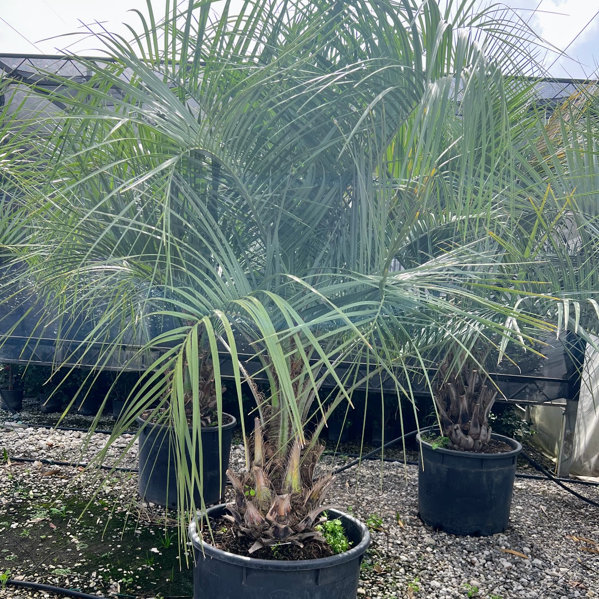 butia capitata h.60+