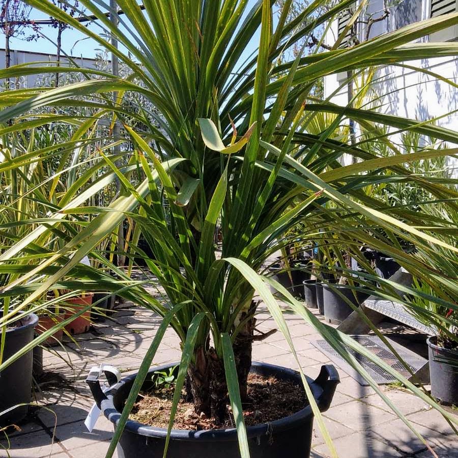 dracena-1