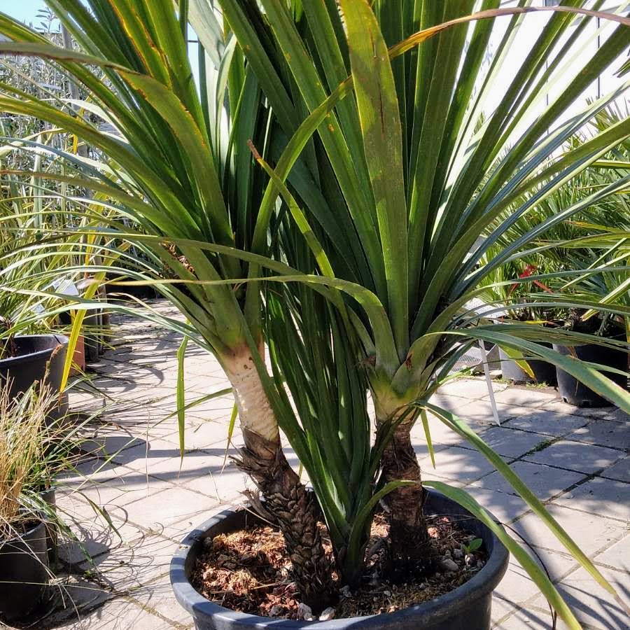 dracena