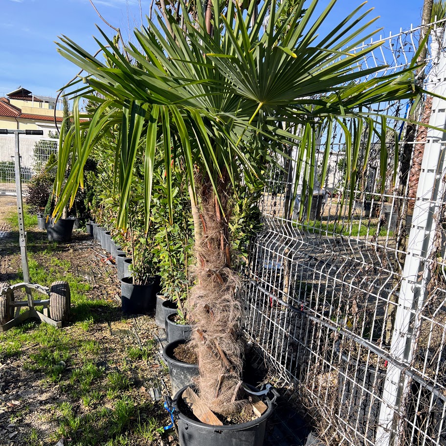 excelsa-1