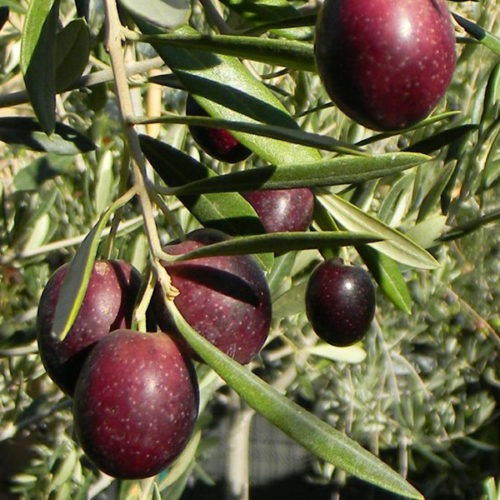 maurino