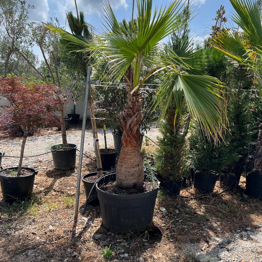 washingtonia-2
