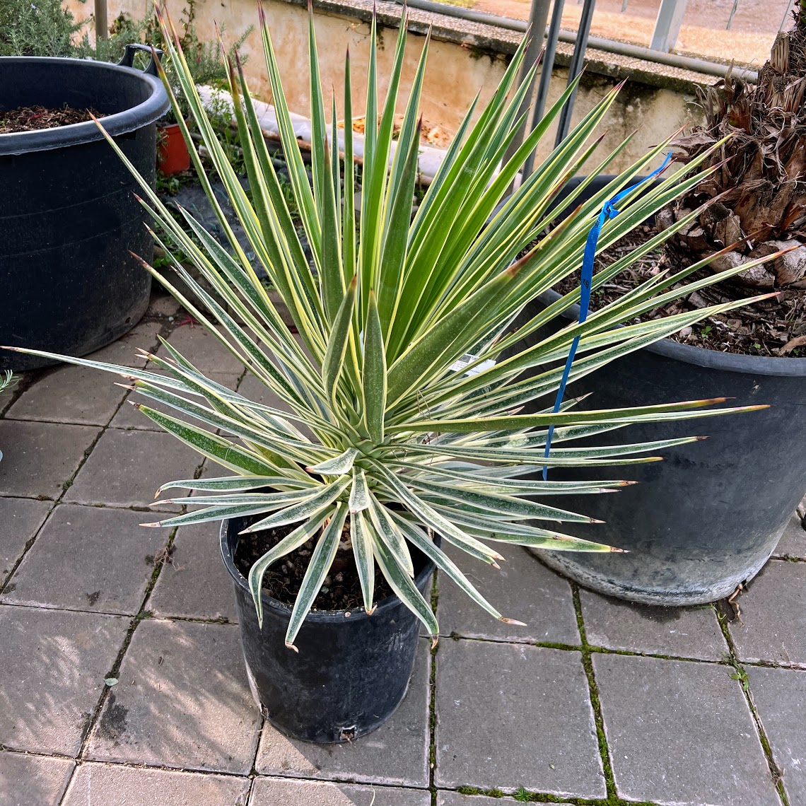 Yucca elephantipes “variegata”