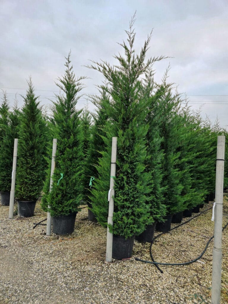 Cupressus x leylandii – Leylandi