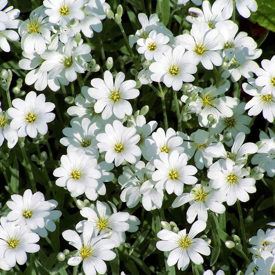 Cerastium tomentosum – Cerastium