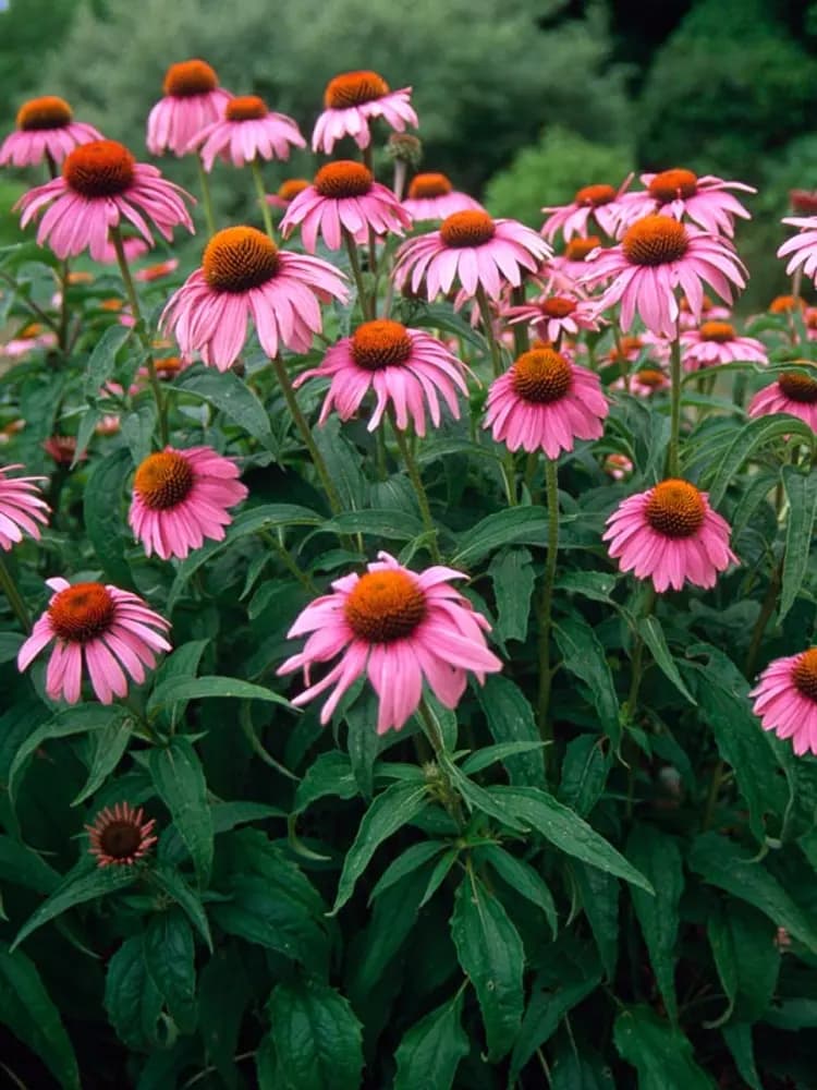 Echinacea purpurea – Ehinaceja