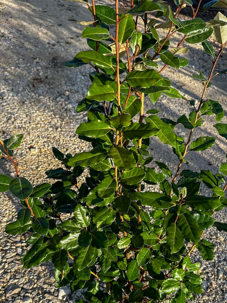 Elaeagnus x ebbingei – Eleagnus
