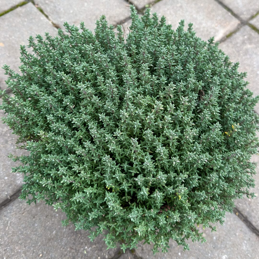 Thymus vulgaris - timijan