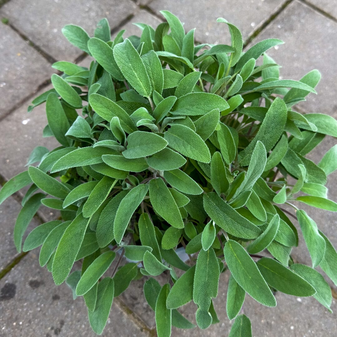 Salvia officinalis - Kadulja
