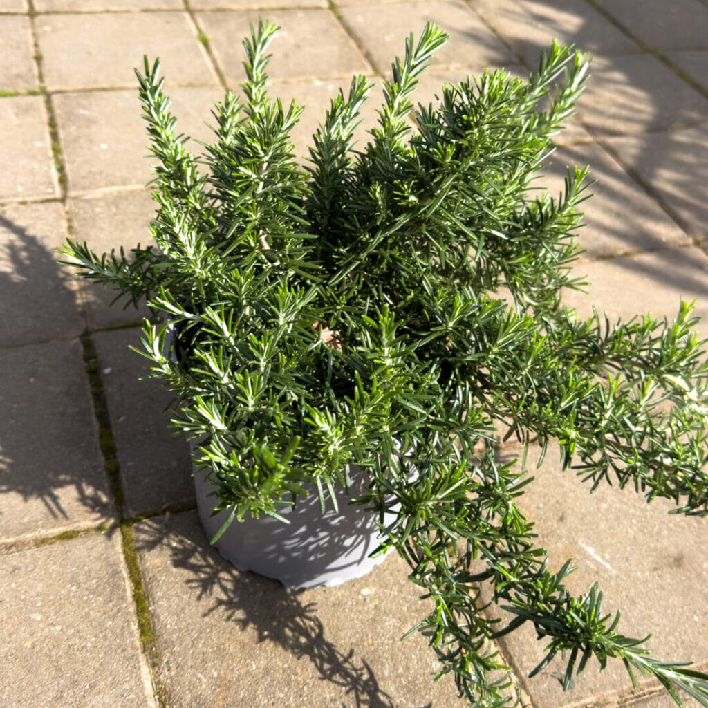 Rosmarinus officinalis prostratus – Ružmarin puzajući