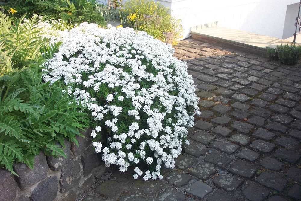 Iberis sempervirens ‘Snowflake’ – Ognjivac