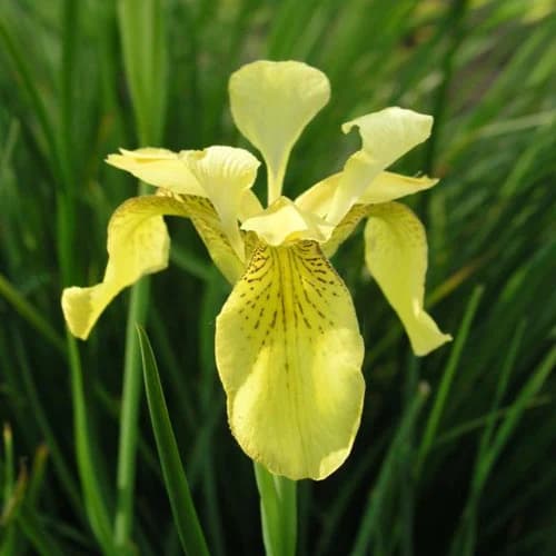Iris forrestii