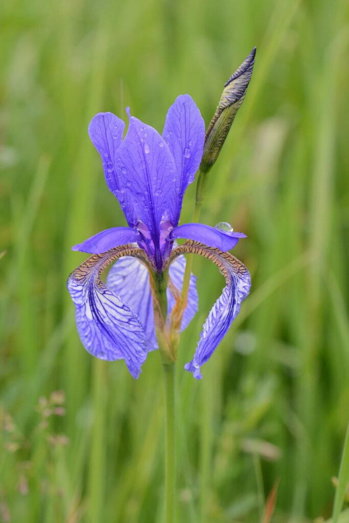 Iris sibirica – Iris